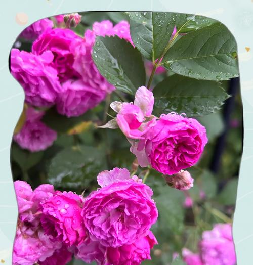 泥胡花象征着什么？泥胡花的寓意有哪些？