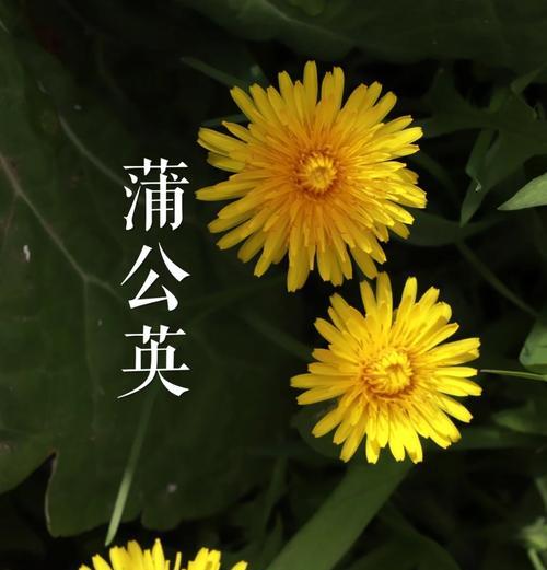 哪种花代表自由的精神？它们的象征意义是什么？