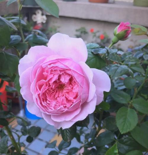 哪种花代表自由的精神？它们的象征意义是什么？