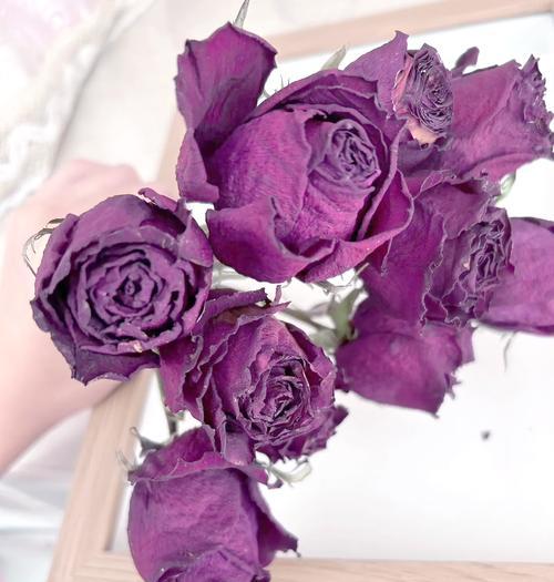 紫色玫瑰代表什么？它的花语有何深意？