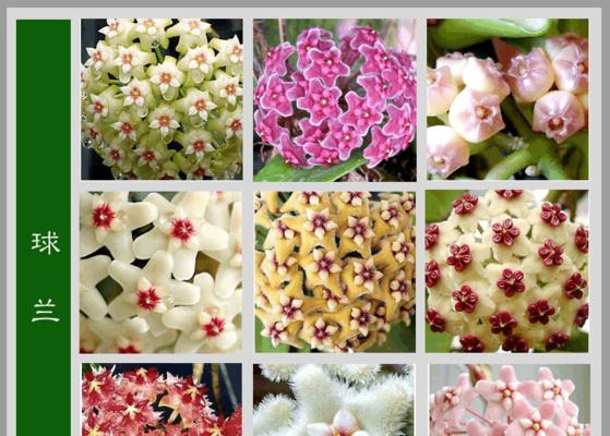 枯树生花象征着什么？