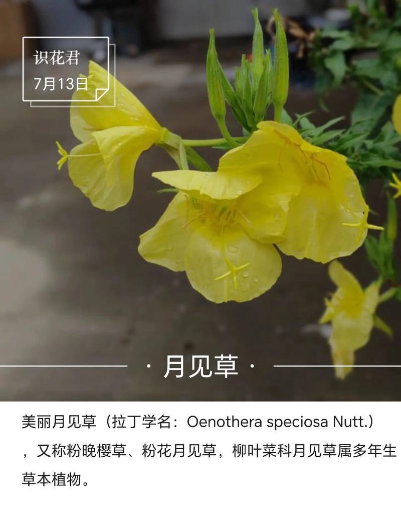 枯树生花象征着什么？
