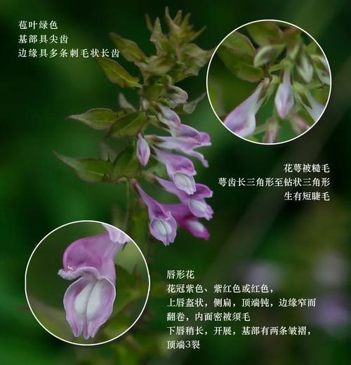 花罗代表了什么？