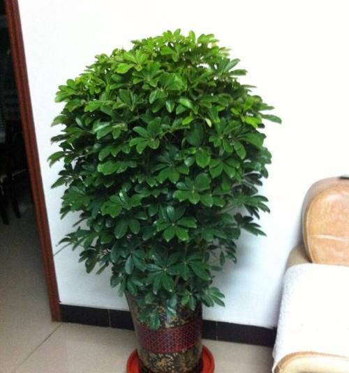 哪些花既好养又有好寓意？适合室内种植的花有哪些？