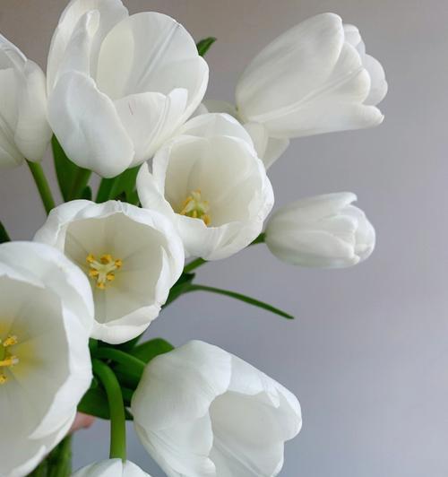 古代白色花象征着什么？白色花朵在古文化中的意义？
