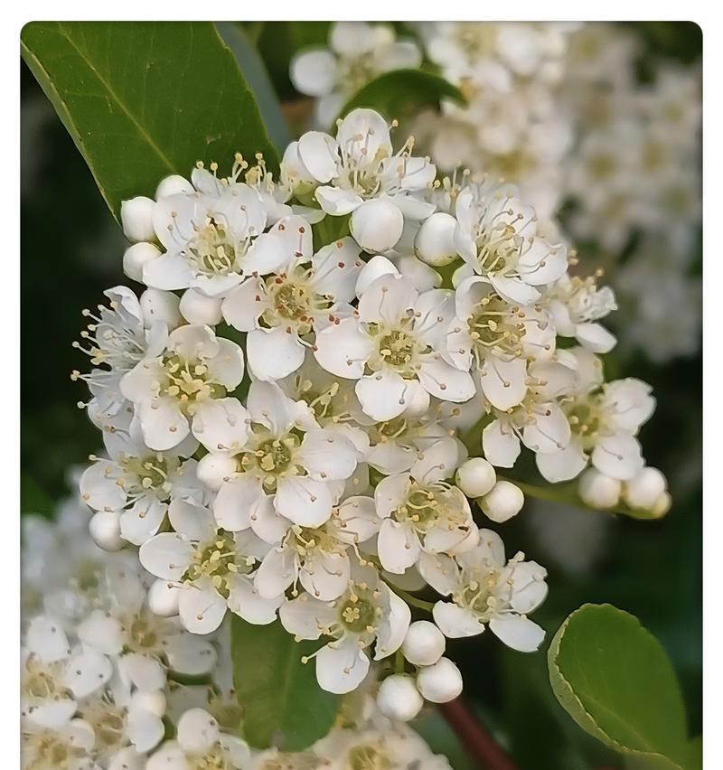 古代白色花象征着什么？白色花朵在古文化中的意义？