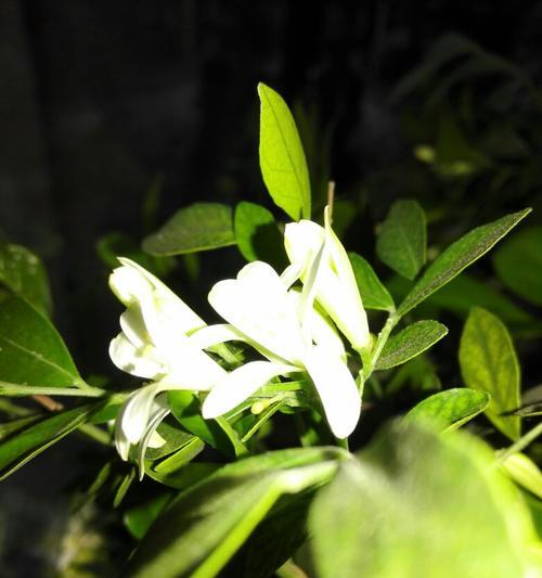 古代白色花象征着什么？白色花朵在古文化中的意义？