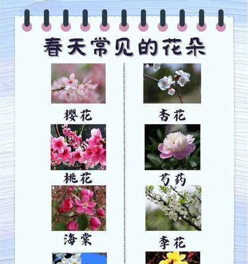 五月盛开的花朵有哪些？各自的花语含义是什么？