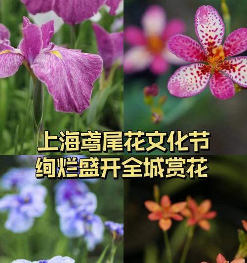 五月盛开的花朵有哪些？各自的花语含义是什么？
