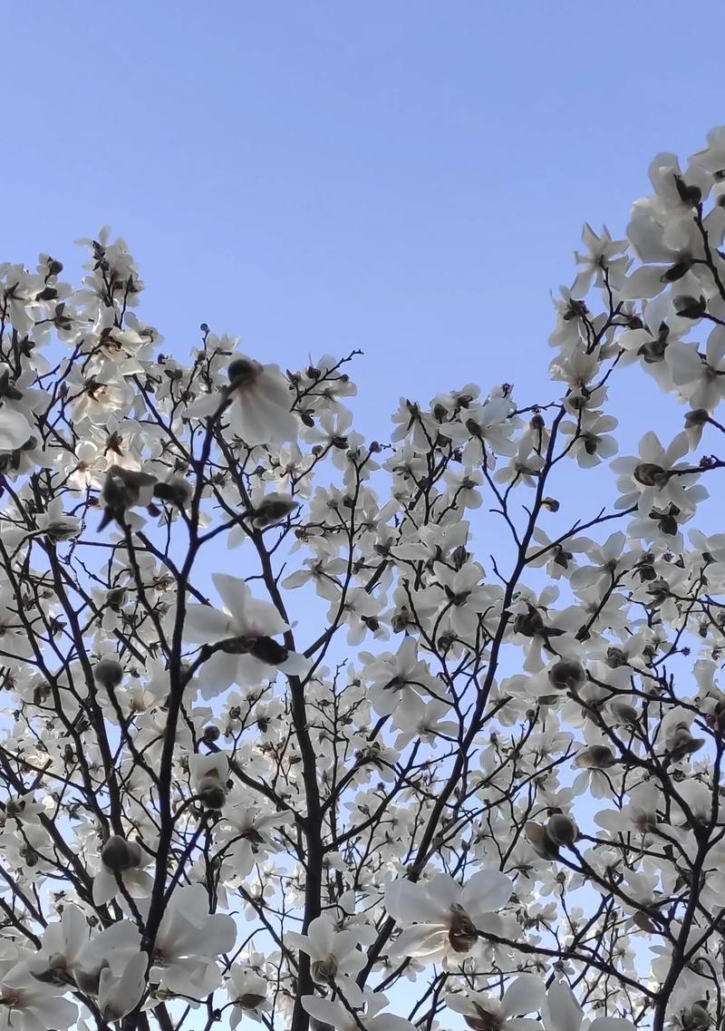栖花代表了什么？花的含义花语是什么？