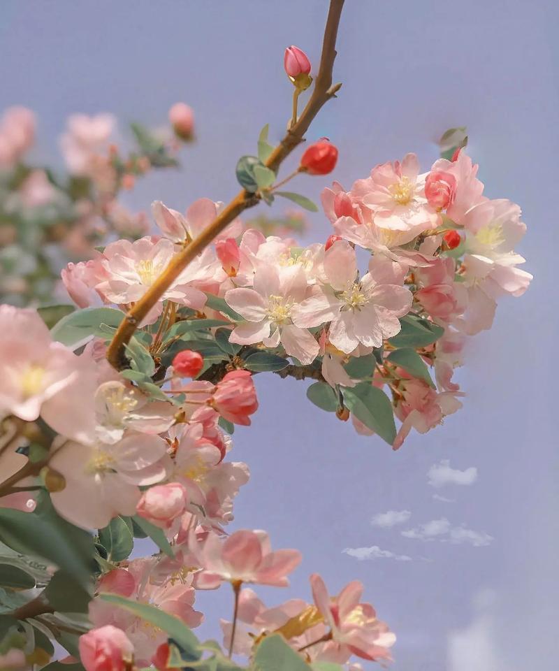 栖花代表了什么？花的含义花语是什么？