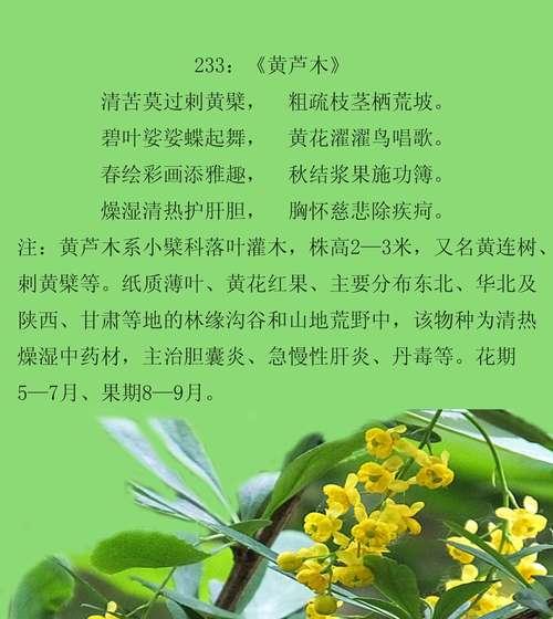 栖花代表了什么？花的含义花语是什么？