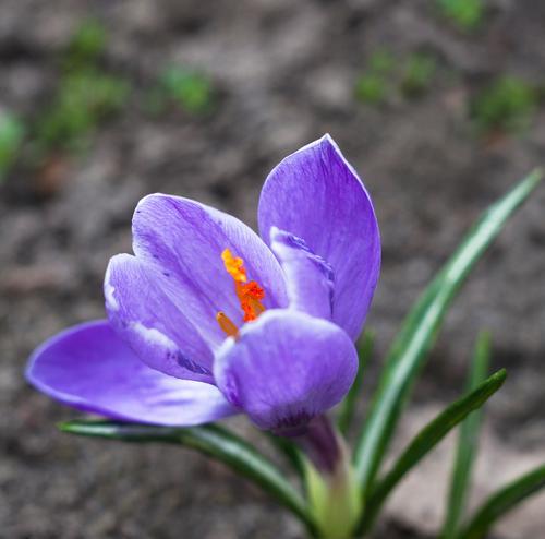 花中之花的象征是什么？