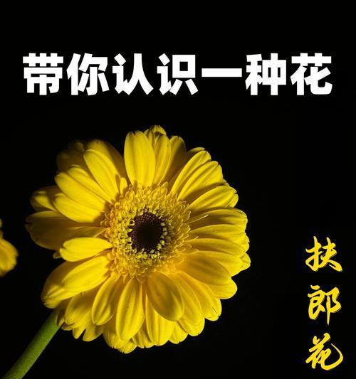 手工花品种中哪些寓意美好？它们各自代表了什么？