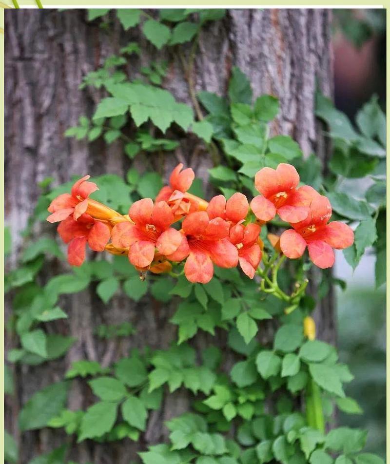 象征坚毅忠诚的花有哪些？哪些花卉代表坚定与忠诚？