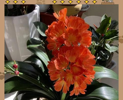 哪些花卉具有守护的寓意？如何挑选守护之花？