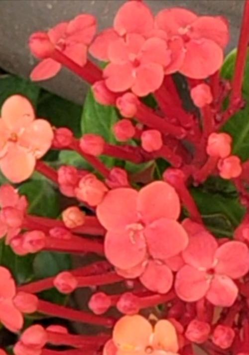 美好精神象征的花有哪些？花卉如何表达积极向上的精神？