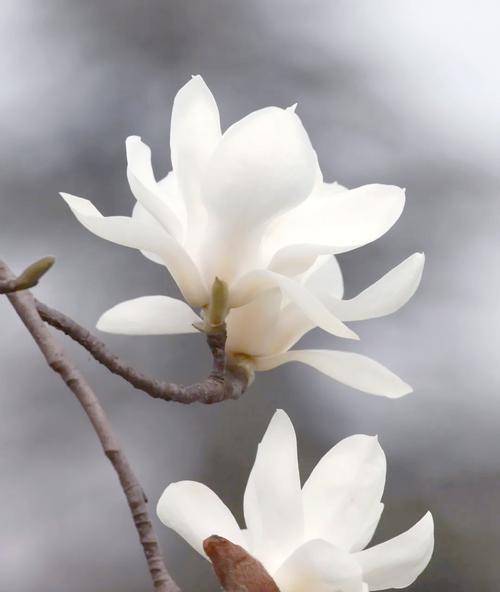 美好精神象征的花有哪些？花卉如何表达积极向上的精神？