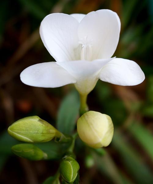腊花的花语是什么？腊花代表什么含义？