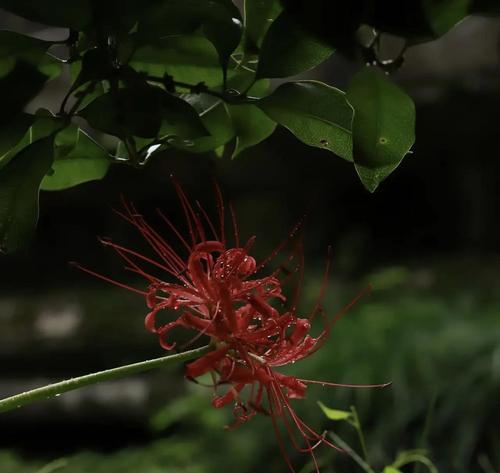 腊花的花语是什么？腊花代表什么含义？