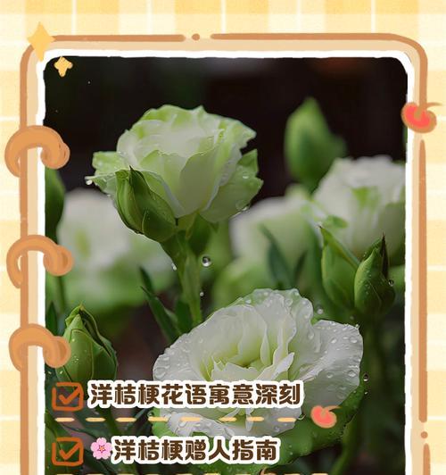桔梗花未开的深层含义是什么？