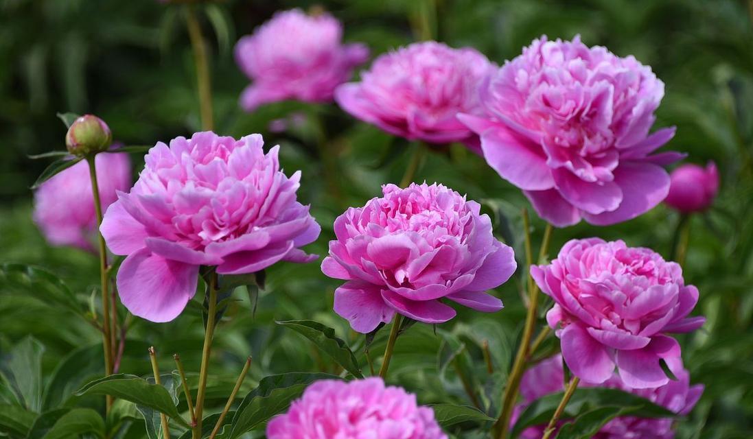 粉色芍药花的花语是什么？它象征着什么？