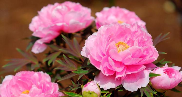 粉色芍药花的花语是什么？它象征着什么？