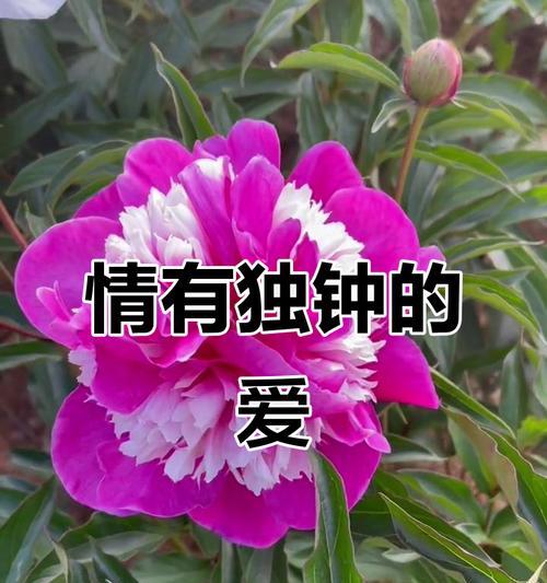 粉色芍药花的花语是什么？它象征着什么？