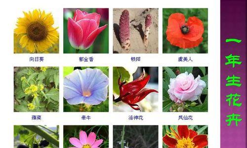 紫雾花的寓意是什么？紫雾花使用时需要注意哪些禁忌？