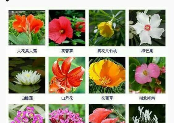 紫雾花的寓意是什么？紫雾花使用时需要注意哪些禁忌？