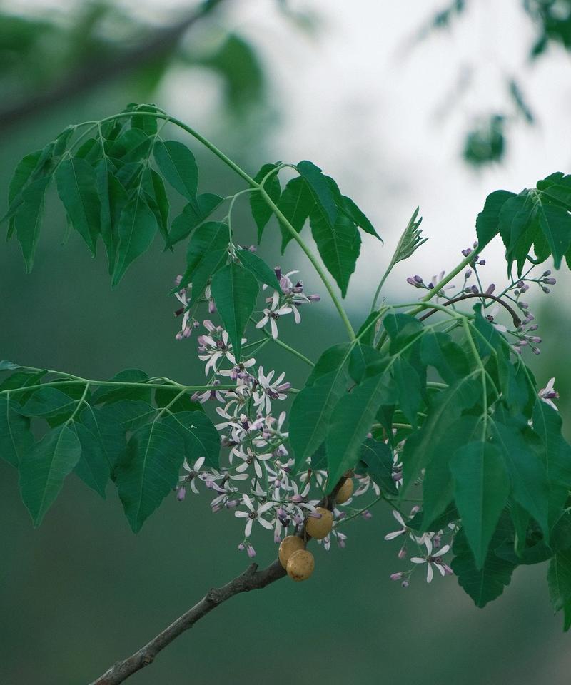 哪些花象征自信乐观？它们的花语是什么？