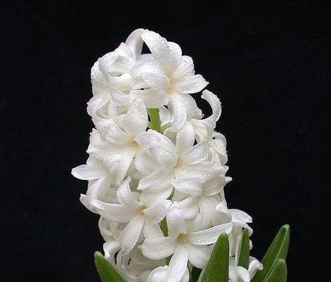 哪些花象征自信乐观？它们的花语是什么？