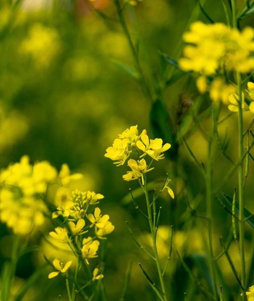 哪些花象征自信乐观？它们的花语是什么？