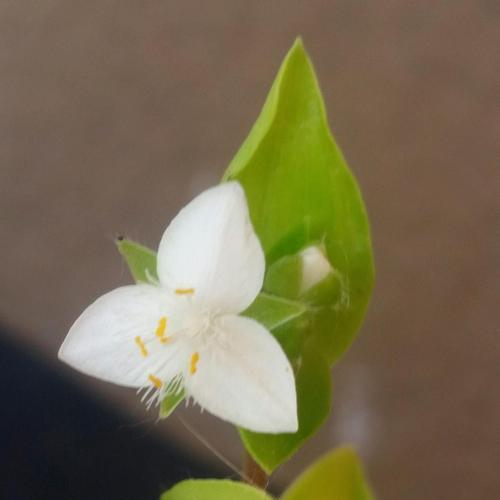 月光下的花有哪些花语和寓意？它们如何在月光下绽放？