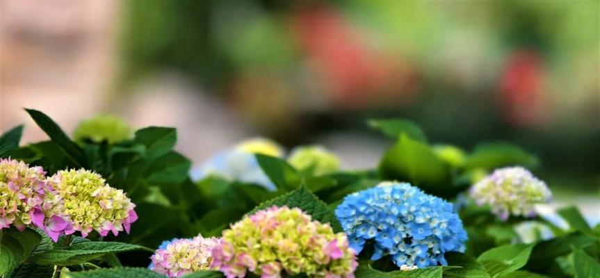 象征破晓的花有哪些？这些花的寓意是什么？