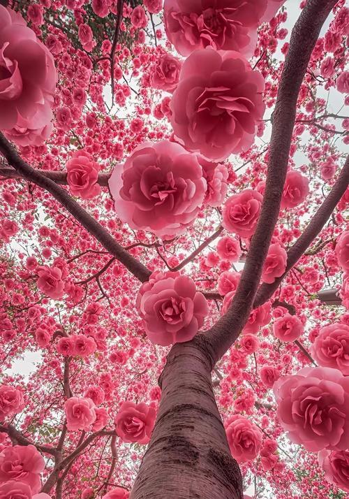 象征破晓的花有哪些？这些花的寓意是什么？