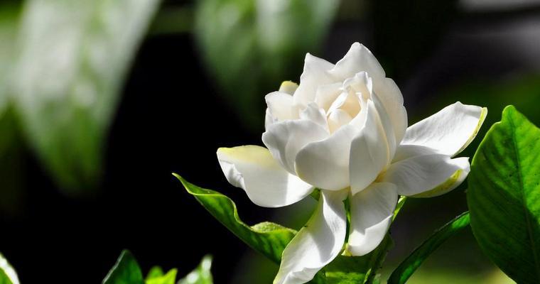 乌龙花代表什么意义？乌龙花的寓意有哪些？