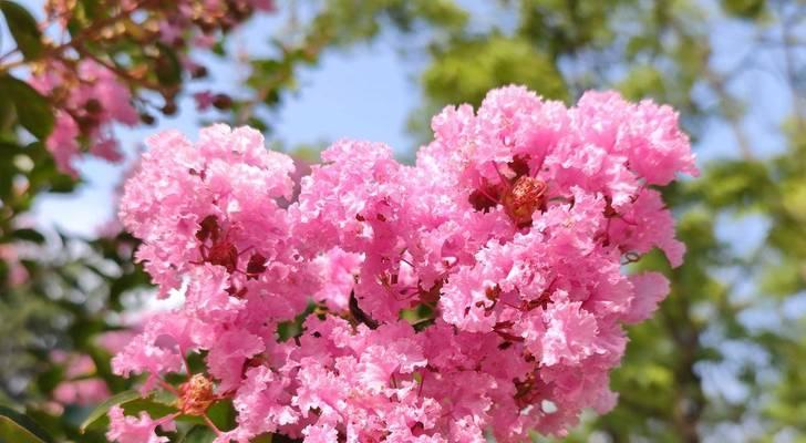 生辰花的寓意是什么？如何选择具有特别寓意的生辰花？