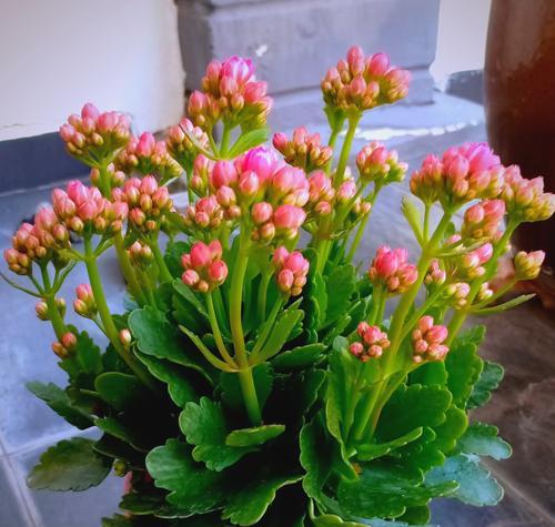 老年人寓意好的花有哪些？适合送长辈的花卉含义？