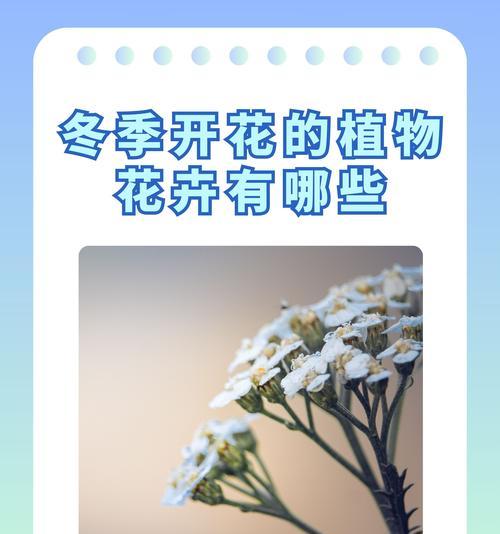 老年人寓意好的花有哪些？适合送长辈的花卉含义？