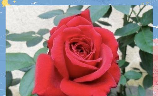 美好未来象征的花有哪些？这些花代表了什么？