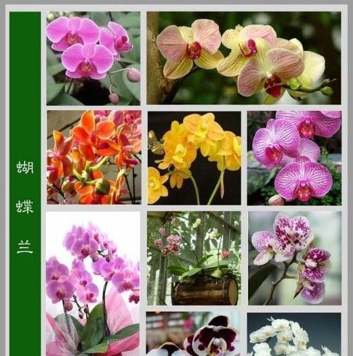 花名字大全中寓意美好的有哪些？如何挑选？