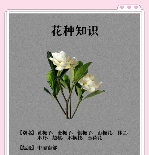 栀子花的洁白象征与背后含义是什么？如何理解其花语？