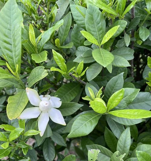 栀子花的洁白象征与背后含义是什么？如何理解其花语？