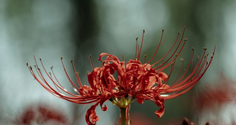 秋季开花植物的含义是什么？秋季开花植物象征什么？