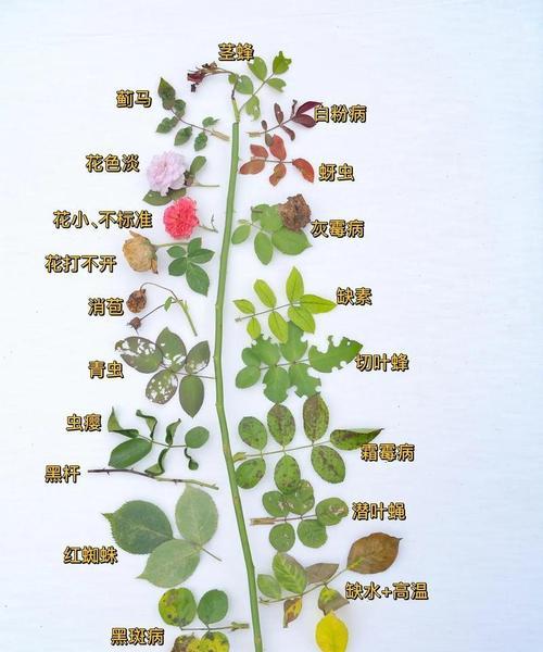 秋季开花植物的含义是什么？秋季开花植物象征什么？