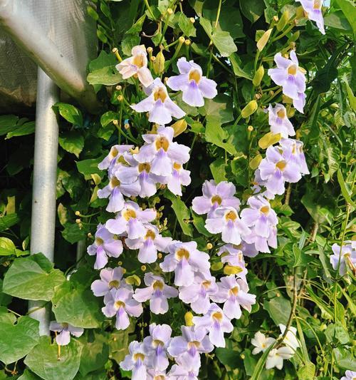 秋季开花植物的含义是什么？秋季开花植物象征什么？