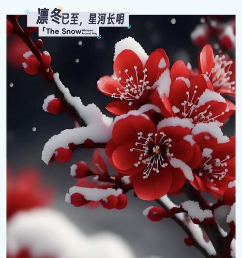 梅花象征意义是什么？梅花花语有哪些含义？