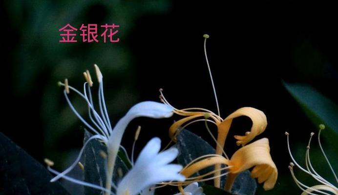 铜陵花语江南的独特之处是什么？它有哪些特别的花语？