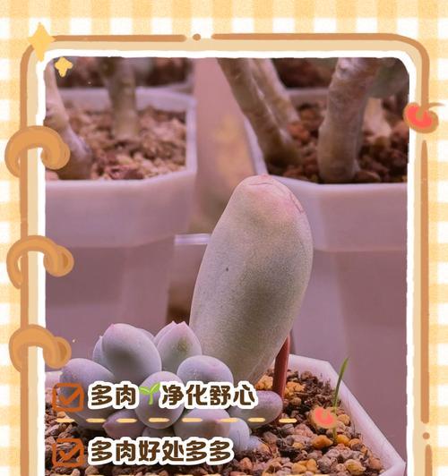 多肉植物有哪些寓意？如何选择寓意吉祥的多肉？